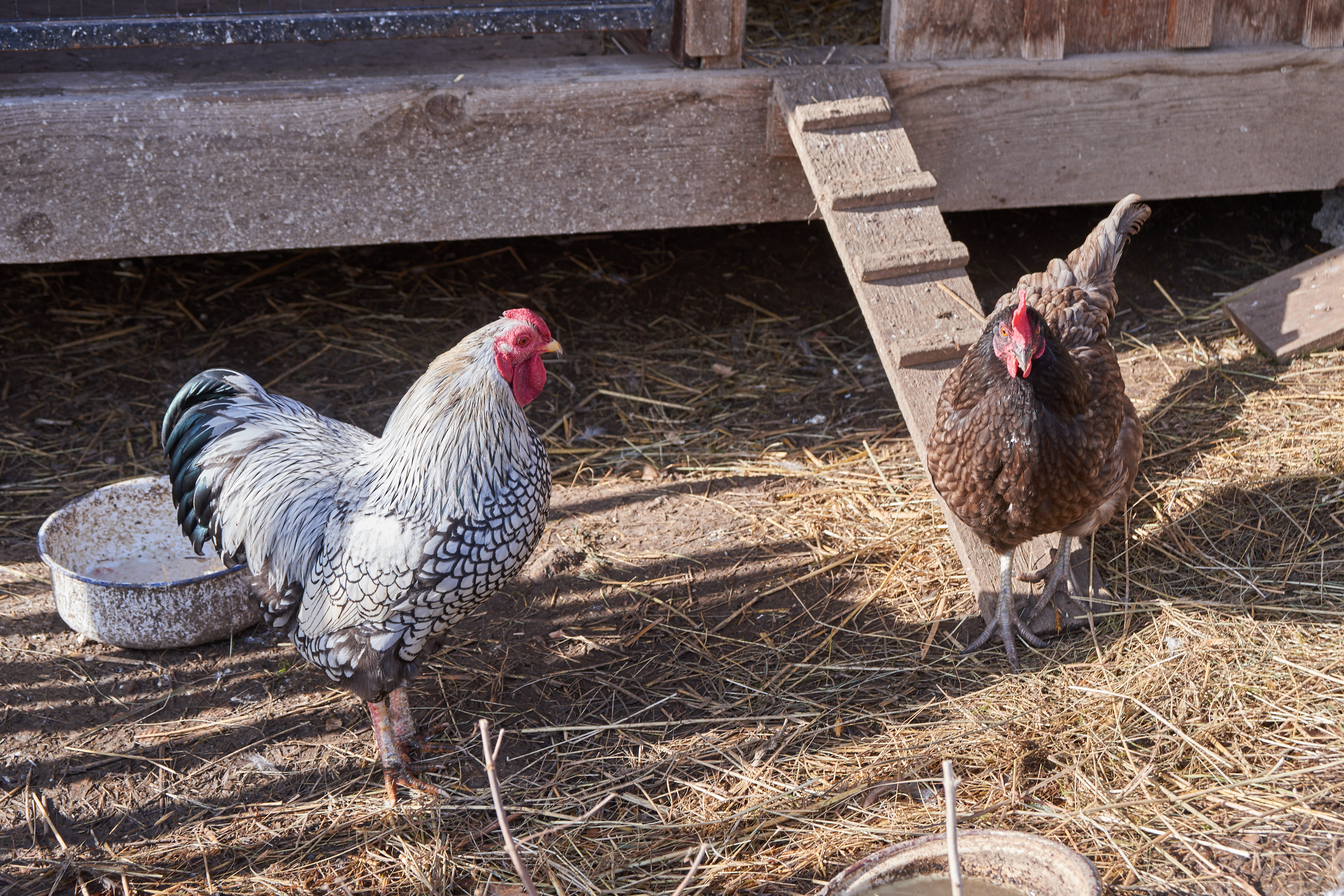 Tiere am Oberlausitzer Hof